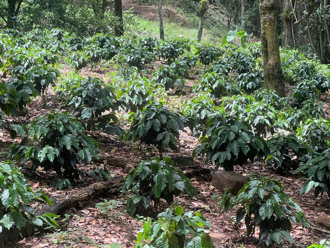 Finca Simona coffee fields